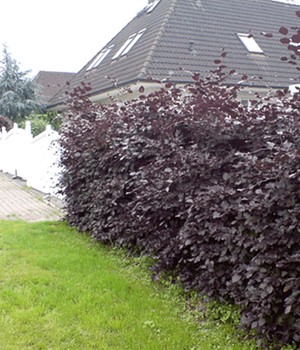 Blutbuche
