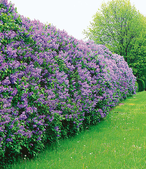 Schnell wachsende Hecke online bestellen und planen