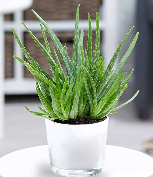 Aloe Vera inkl. weißen GlasÜbertopf BALDURGarten