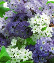 'Vanille-Trio'