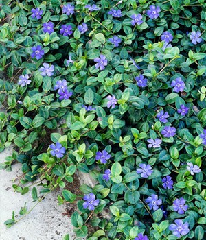 Vinca minor 'Blau'