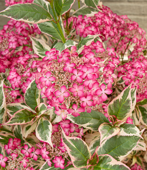 Freiland-Hortensie 'Euphoria® Pink'