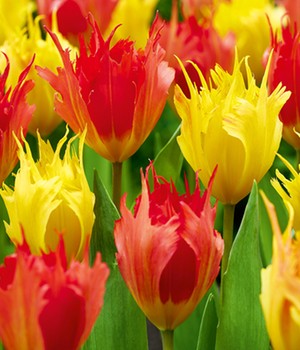 Tulpen-Mix 'Leo'