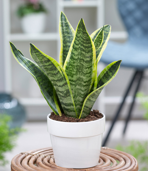 Sansevieria 'Futura Superba'