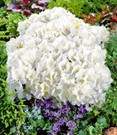 Rhododendron 'Maischnee'