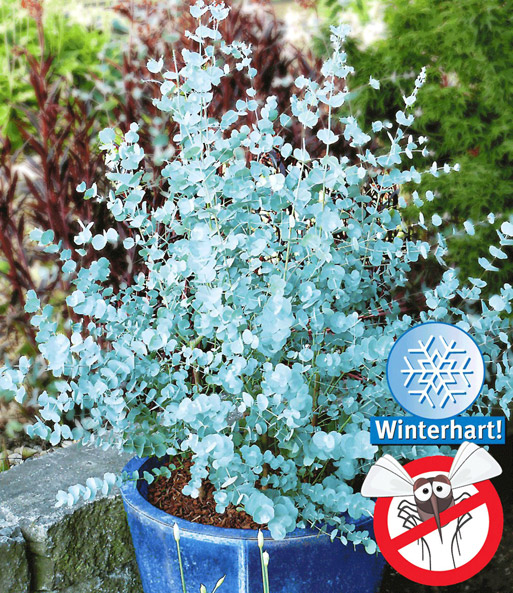 Winterharter Eukalyptus 'Azura®'