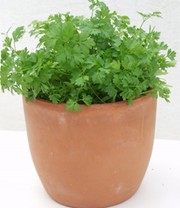 Vitalbox Saatgut-Box