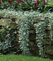 Dichondra 'Silver Falls'