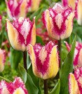 Crispa-Tulpe 'Yasmine'