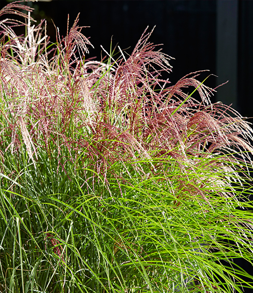 Miscanthus 'Red Cloud®'