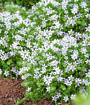 Isotoma 'White Splash'