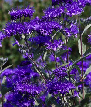 Bartblume 'Blauer Spatz®'