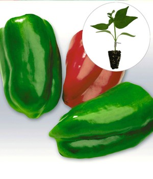 Veredelte Paprika 'Jericho' F1