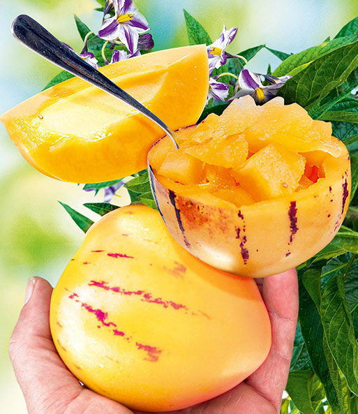 Die reifen Früchte der Melonenbirne Sugar Gold wurden geerntet und werden in der Hand gehalten.