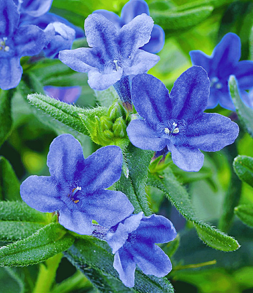 Lithodora 'Heavenly Blue'