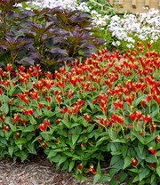Spigelia 'Little Redhead®'