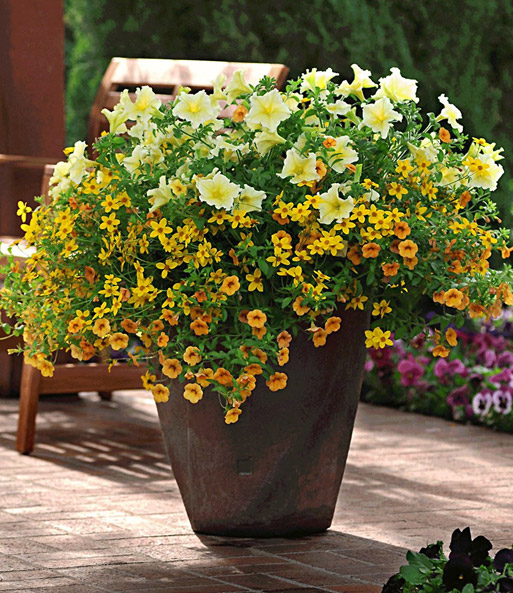 Trixi® 'Lemon Sorbet'