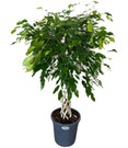 Ficus Nitida 'Geflochtener Stamm' ca. 100-110 cm hoch