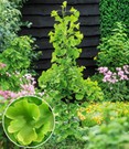 Fächerblattbaum Ginkgo biloba