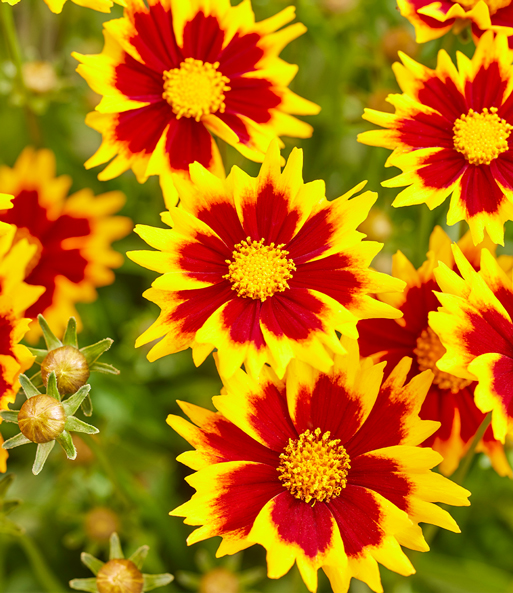 Coreopsis 'Solar® Mix'