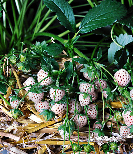 Weiße Ananas-Erdbeere 'Natural White'