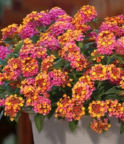 Lantana Wandelröschen 'PassionFruit'