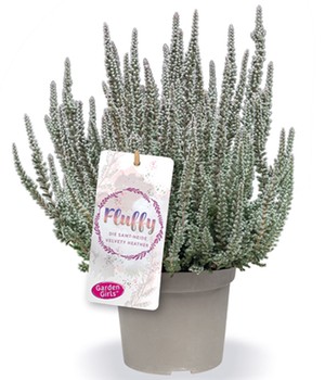 Calluna Knospenheide 'Fluffy®', 11 cm-Topf