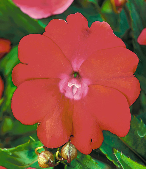 Impatiens 'SunPatiens®' 'Red'