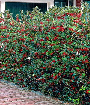 Ilex-Hecke 'Heckenfee®'