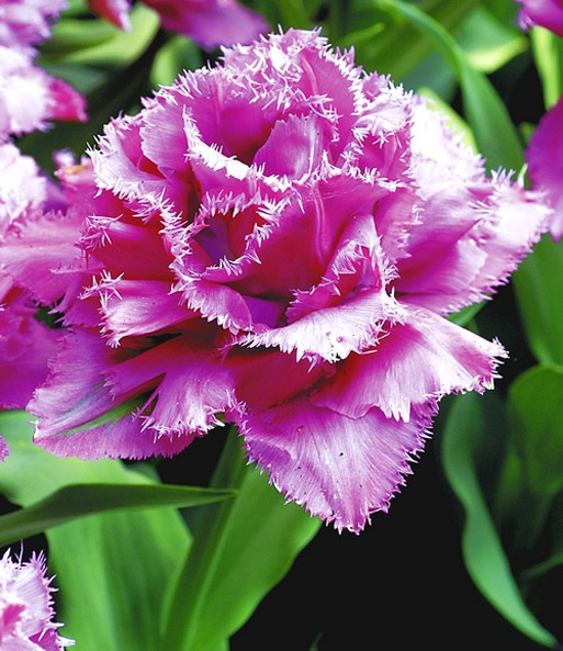 Tulpe 'Matchpoint'