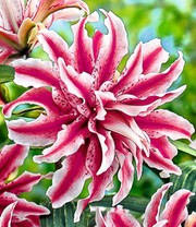 Riesen-Lilie 'Magic Star'