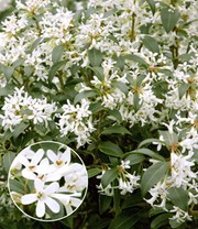 Immergrüne Duftblüten-Hecke 'Osmanthus'