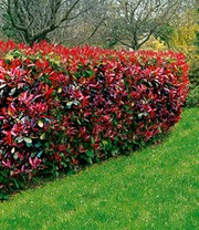 Photinia-Hecke 'Red Robin' 20 Pflanzen