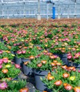 Winterharte Eisblumen 'Trio-Mix', im 13 cm XL-Topf
