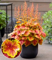 Heuchera 'Eternal Flame'