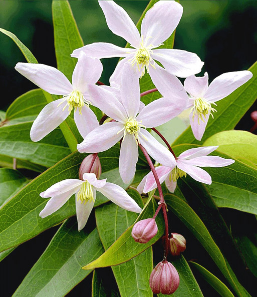 Set Clematis 'Armandii' & Rose 'Nahéma®'