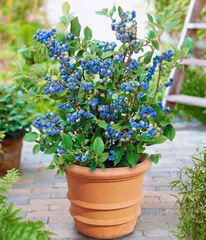 Topf-Heidelbeere 'Blue Parfait'