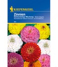 Zinnie 'Dahlienblütige Mix'