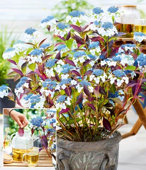 BIO Hortensie 'Hydrantea®'