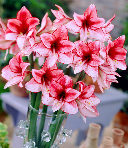 Amaryllis 'Charisma'