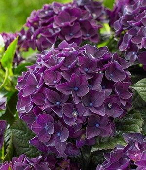 Freiland-Hortensie 'Deep Purple Dance®' im 2-Liter Topf