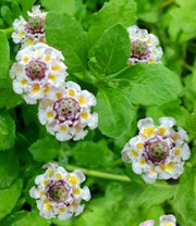 Lippia 'Summer Pearls®' weiß