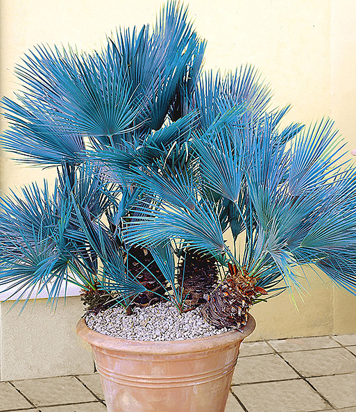 Blaue Zwerg-Palme