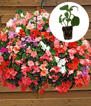 Impatiens-Mix 'Beacon®'