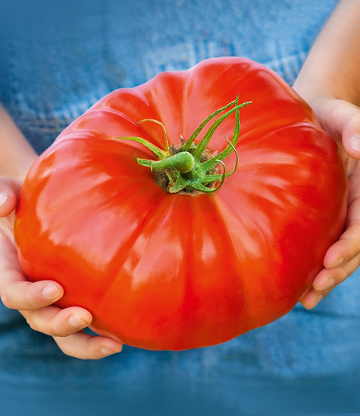 Fleisch-Tomate 'Gigantomo' F1