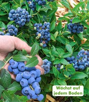 Trauben-Heidelbeere 'Reka® Blue'