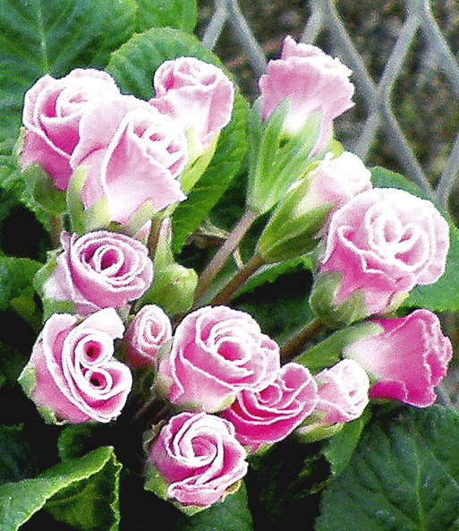 Rosen-Primula 'Farb-Mix'