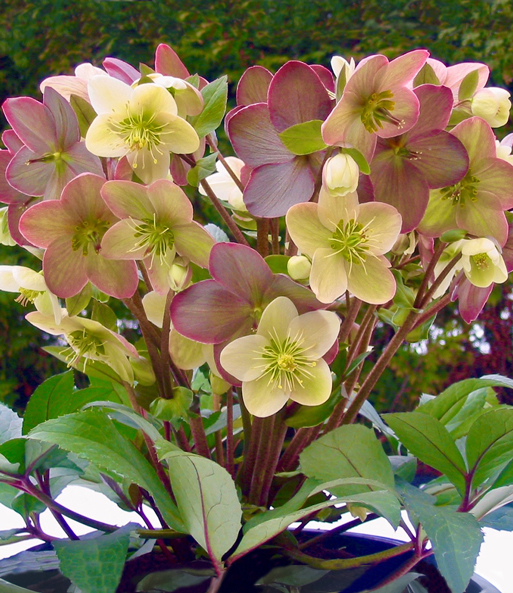 Christrose 'Candy Love®'