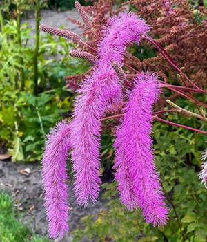 Sanguisorba 'Lilac Squirrel'
