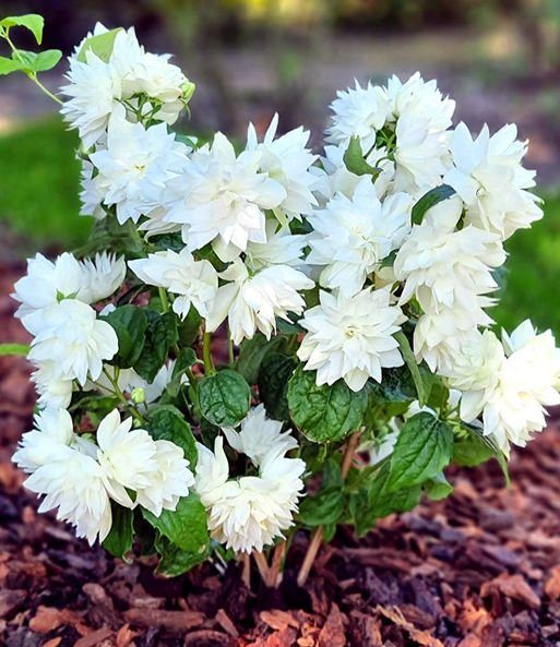 Nahaufnahme einer schneeweis blühenden Gartenjasmin 'Pearls of Perfume', welche in einem Garten gepflanzt wurde.